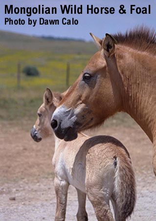Mongolian Wild Horse & Foal - photo by Dawn Marie Calo